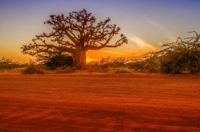 Tyypillisia-baobab-puita-Senegal