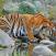 Bengalin-tiikeri-juo-vetta-Chitwanin-kansallispuistossa-Nepal